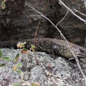 Egernia cunninghami at Paddys River, ACT - 2 Nov 2019