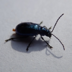 Altica sp. (genus) (Flea beetle) at Spence, ACT - 2 Nov 2019 by Laserchemisty