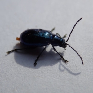 Altica sp. (genus) at Spence, ACT - 2 Nov 2019 07:59 AM