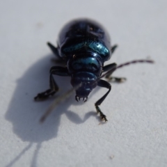 Altica sp. (genus) at Spence, ACT - 2 Nov 2019