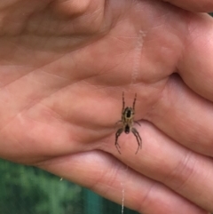 Plebs eburnus (Eastern bush orb-weaver) at Aranda, ACT - 3 Nov 2019 by Jubeyjubes