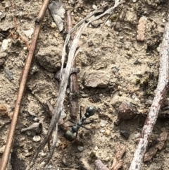 Myrmecia sp., pilosula-group (Jack jumper) at Aranda, ACT - 3 Nov 2019 by Jubeyjubes