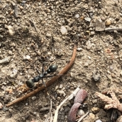 Myrmecia sp., pilosula-group at Aranda, ACT - 3 Nov 2019 08:41 AM