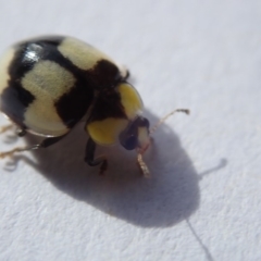 Illeis galbula (Fungus-eating Ladybird) at Spence, ACT - 2 Nov 2019 by Laserchemisty