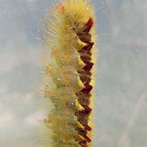 Trichiocercus sparshalli at Bawley Point, NSW - 3 Nov 2019 09:02 AM