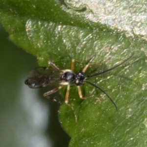 Ichneumonidae (family) at Spence, ACT - 3 Nov 2019 08:08 AM