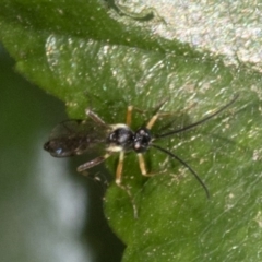 Ichneumonidae (family) (Unidentified ichneumon wasp) at Spence, ACT - 2 Nov 2019 by JudithRoach