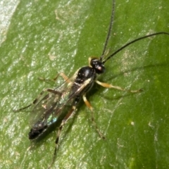 Ichneumonidae (family) at Spence, ACT - 3 Nov 2019 08:08 AM