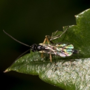 Ichneumonidae (family) at Spence, ACT - 3 Nov 2019 08:08 AM