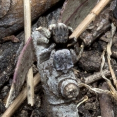 Maratus vespertilio at Spence, ACT - 3 Nov 2019