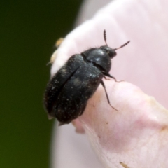 Dermestidae sp. (family) (Dermestid, carpet or hide beetles) at Spence, ACT - 3 Nov 2019 by JudithRoach