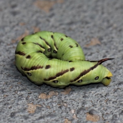 Agrius convolvuli (Convolvulus Hawk Moth) at Kambah, ACT - 28 Dec 2014 by HarveyPerkins