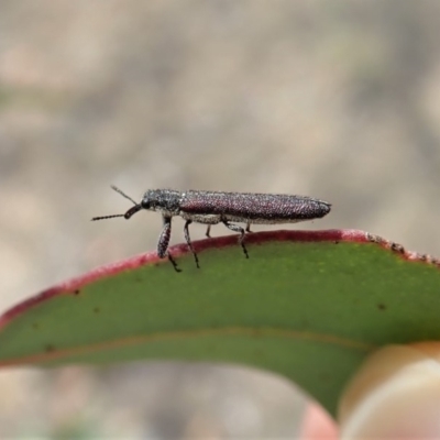 Rhinotia filiformis (A belid weevil) at Aranda Bushland - 1 Nov 2019 by CathB