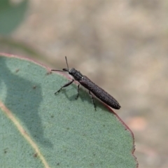 Rhinotia filiformis at Dunlop, ACT - 2 Nov 2019