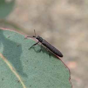 Rhinotia filiformis at Dunlop, ACT - 2 Nov 2019