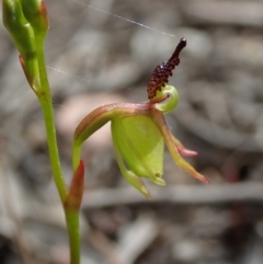 Caleana minor (Small Duck Orchid) at Aranda Bushland - 1 Nov 2019 by CathB