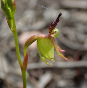 Caleana minor at Aranda, ACT - 2 Nov 2019