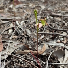 Caleana minor at Aranda, ACT - 2 Nov 2019