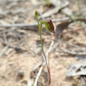 Caleana minor at Aranda, ACT - 2 Nov 2019