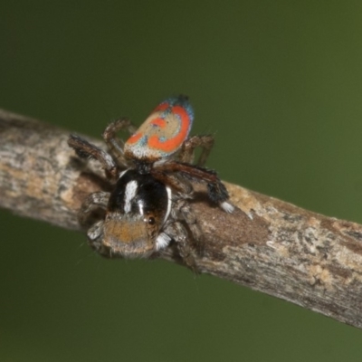 Maratus pavonis (Dunn's peacock spider) at Higgins, ACT - 1 Nov 2019 by AlisonMilton