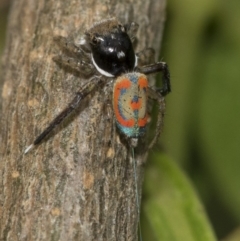 Maratus pavonis at Higgins, ACT - suppressed