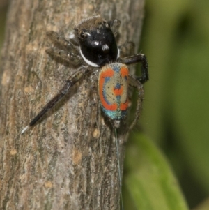 Maratus pavonis at Higgins, ACT - suppressed