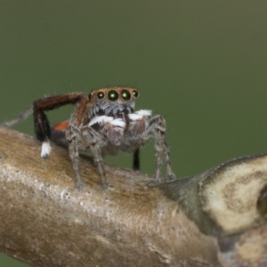 Maratus pavonis at Higgins, ACT - suppressed