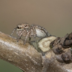 Maratus pavonis at Higgins, ACT - suppressed