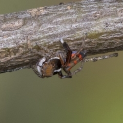 Maratus pavonis at Higgins, ACT - suppressed