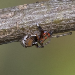 Maratus pavonis at Higgins, ACT - suppressed