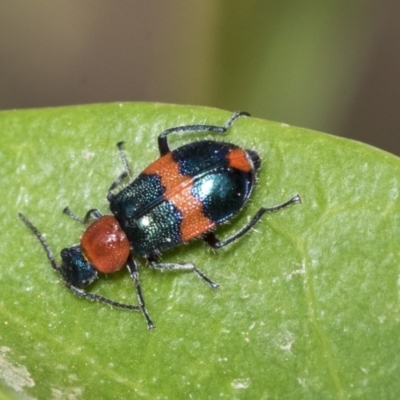 Dicranolaius bellulus (Red and Blue Pollen Beetle) at Higgins, ACT - 3 Nov 2019 by AlisonMilton