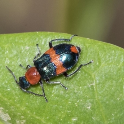 Dicranolaius bellulus (Red and Blue Pollen Beetle) at Higgins, ACT - 2 Nov 2019 by AlisonMilton