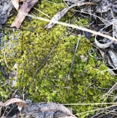 Didymodon torquatus at Red Hill to Yarralumla Creek - 2 Nov 2019 by ruthkerruish