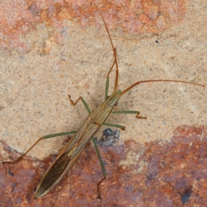 Mutusca brevicornis at Kambah, ACT - 3 Nov 2019 10:02 AM