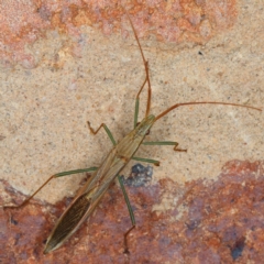 Mutusca brevicornis (A broad-headed bug) at Kambah, ACT - 2 Nov 2019 by Marthijn