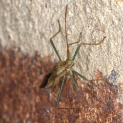 Mutusca brevicornis at Kambah, ACT - 3 Nov 2019 10:02 AM