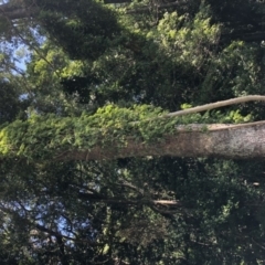 Piper hederaceum var. hederaceum (Giant Pepper Vine) at Wattamolla, NSW - 20 Oct 2019 by WattaWanderer
