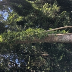 Piper hederaceum var. hederaceum (Giant Pepper Vine) at Wattamolla, NSW - 20 Oct 2019 by BotanyDangle