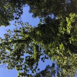 Piper hederaceum var. hederaceum at Wattamolla, NSW - 20 Oct 2019