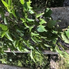 Piper hederaceum var. hederaceum at Wattamolla, NSW - 20 Oct 2019