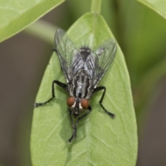 Sarcophagidae sp. (family) (Unidentified flesh fly) at Higgins, ACT - 1 Nov 2019 by AlisonMilton