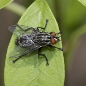 Sarcophagidae sp. (family) at Higgins, ACT - 2 Nov 2019