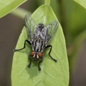 Sarcophagidae sp. (family) at Higgins, ACT - 2 Nov 2019