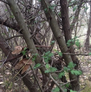 Crataegus monogyna at Dunlop, ACT - 3 Nov 2019