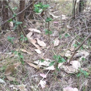 Crataegus monogyna at Dunlop, ACT - 3 Nov 2019