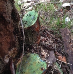 Crataegus monogyna at Dunlop, ACT - 3 Nov 2019 11:01 AM