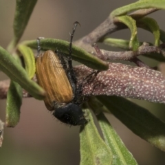 Phyllotocus rufipennis (Nectar scarab) at Dunlop, ACT - 30 Oct 2019 by AlisonMilton