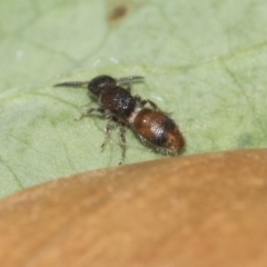 Odontomyrme sp. (genus) (A velvet ant) at Higgins, ACT - 2 Nov 2019 by AlisonMilton
