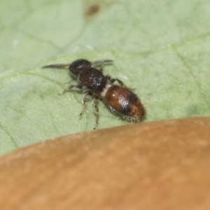 Odontomyrme sp. (genus) at Higgins, ACT - 3 Nov 2019