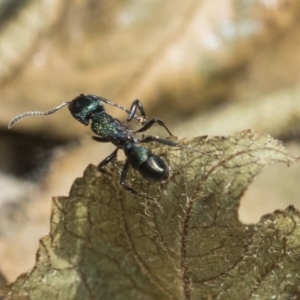 Rhytidoponera metallica at Higgins, ACT - 3 Nov 2019 09:48 AM